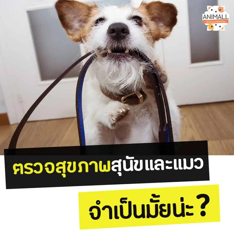 ตรวจสุขภาพสุนัข